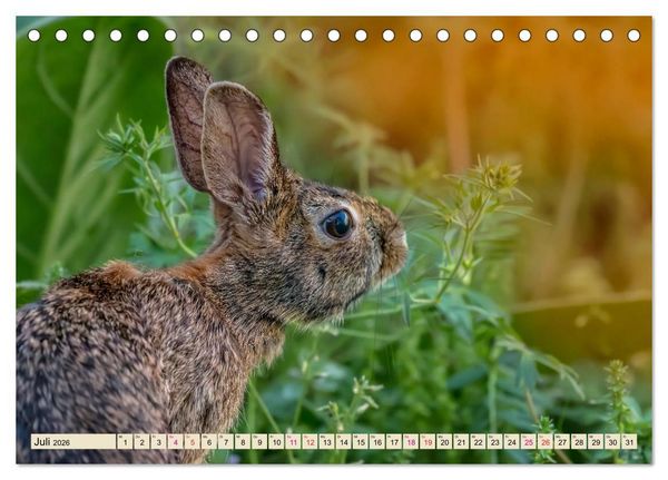 Produktbild: Feldhasen und Kaninchen (Tischkalender 2026 DIN A5 quer), CALVENDO Monatskalender