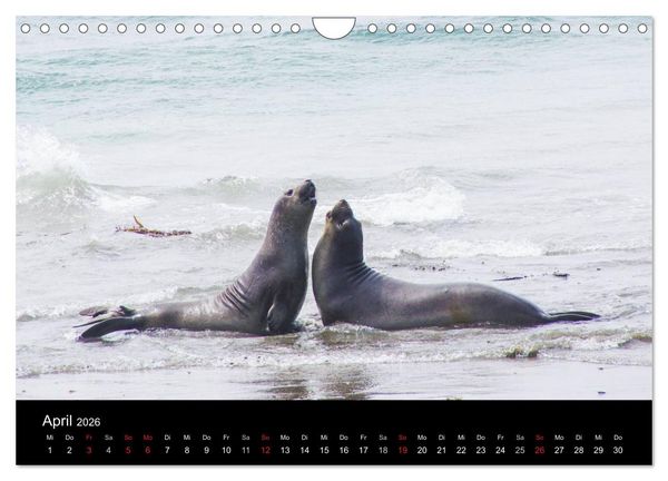 Produktbild: Monterey California (Wandkalender 2026 DIN A4 quer), CALVENDO Monatskalender