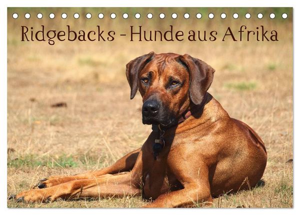 Produktbild: Ridgebacks - Hunde aus Afrika (Tischkalender 2026 DIN A5 quer), CALVENDO Monatskalender