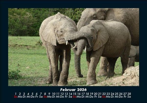 Produktbild: Der Elefantenkalender 2026 Fotokalender DIN A5