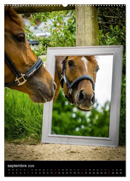 Produktbild: Chevaux en Portraits (Calendrier mural 2026 DIN A2 horizontal) calendrier de bureau
