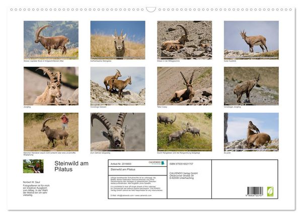 Produktbild: Steinwild am Pilatus (Wandkalender 2026 DIN A2 quer), CALVENDO Monatskalender