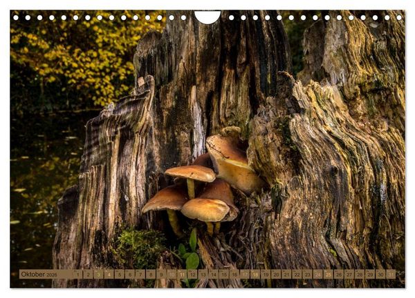 Produktbild: Wildwuchs 2026 (Wandkalender 2026 DIN A4 quer), CALVENDO Monatskalender