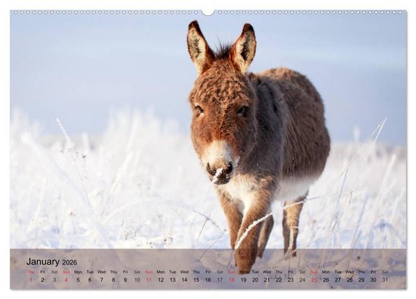 Produktbild: Little Donkey with Friends (High Quality Premium Wall Calendar 2026 DIN A2 landscape),CALVENDO 12 Month Wall Calendar