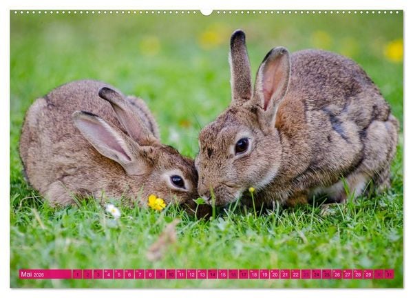 Produktbild: Kaninchen. Putzig, flauschig und geliebt (hochwertiger Premium Wandkalender 2026 DIN A2 quer), Kunstdruck in Hochglanz