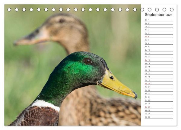 Produktbild: Emotionale Momente: Die Stockente. (Tischkalender 2026 DIN A5 quer), CALVENDO Monatskalender