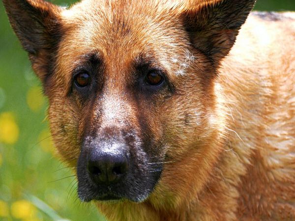Produktbild: CALVENDO Puzzle Liebeserkl&auml;rung an den Sch&auml;ferhund | 1000 Teile Lege-Gr&ouml;&szlig;e 64x48cm Foto-Puzzle f&uuml;r gl&uuml;ckliche Stunden