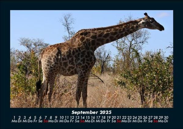 Produktbild: Giraffen 2025 Fotokalender DIN A5