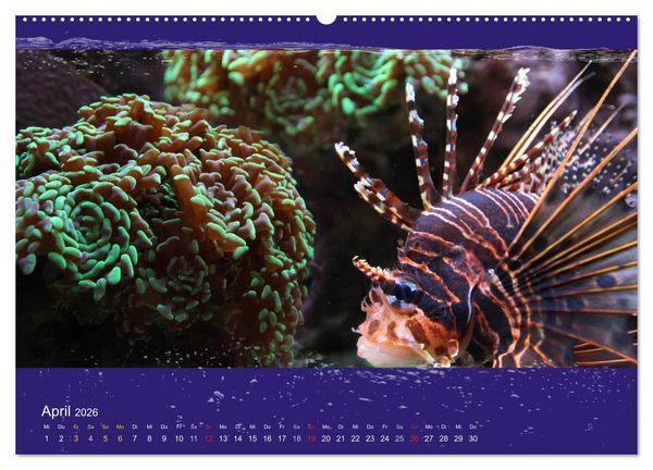 Produktbild: Korallenfische im Lichtschimmer des Meeres (hochwertiger Premium Wandkalender 2026 DIN A2 quer), Kunstdruck in Hochglanz