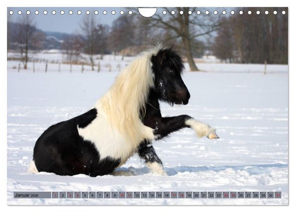Produktbild: Ponys, die starken Pers&ouml;nlichkeiten (Wandkalender 2026 DIN A4 quer), CALVENDO Monatskalender