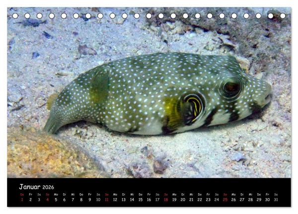 Produktbild: Rotes Meer - Unterwasserimpressionen (Tischkalender 2026 DIN A5 quer), CALVENDO Monatskalender