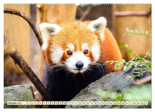 Hubatka Fensterfolie Panda 92 x 150 cm, Bunt, ᐅ Marken-Haushaltsgeräte zu  Netto-Preisen