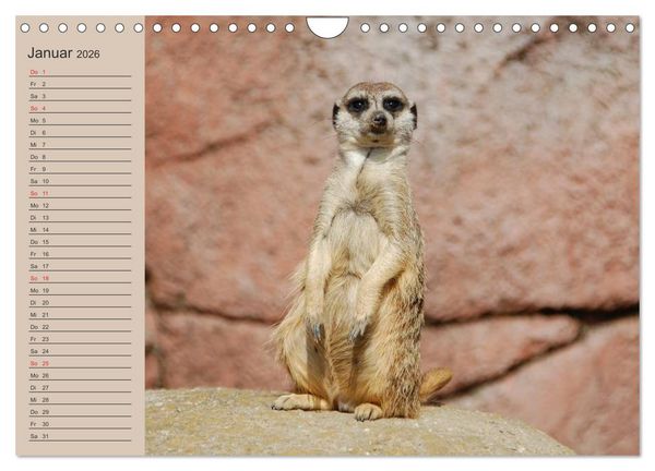 Produktbild: Erdm&auml;nnchen (Wandkalender 2026 DIN A4 quer), CALVENDO Monatskalender