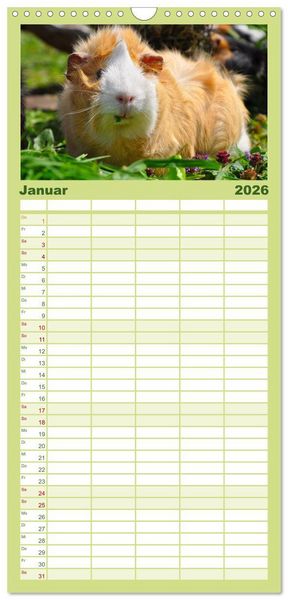 Produktbild: Familienplaner 2026 - Meerschweinchen Niedliche Herzensbrecher mit 5 Spalten (Wandkalender, 21 x 45 cm) CALVENDO