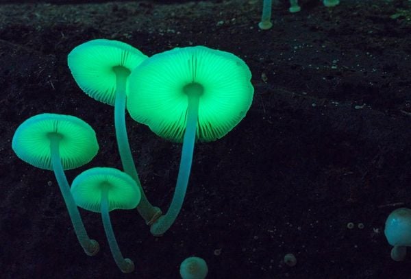 Produktbild: FANTASTISCHE PILZE - Die magische Welt zu unseren F&uuml;&szlig;en
