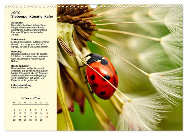 Produktbild: Insekt des Jahres (Wandkalender 2026 DIN A3 quer), CALVENDO Monatskalender