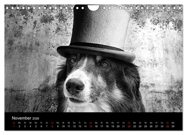 Produktbild: H&uuml;tehunde (Wandkalender 2026 DIN A4 quer), CALVENDO Monatskalender