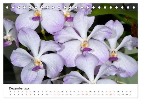 Produktbild: Vielfalt der Orchideen (Tischkalender 2026 DIN A5 quer), CALVENDO Monatskalender