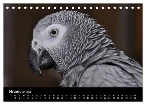 Produktbild: Graupapageien mit Herz (Tischkalender 2026 DIN A5 quer), CALVENDO Monatskalender