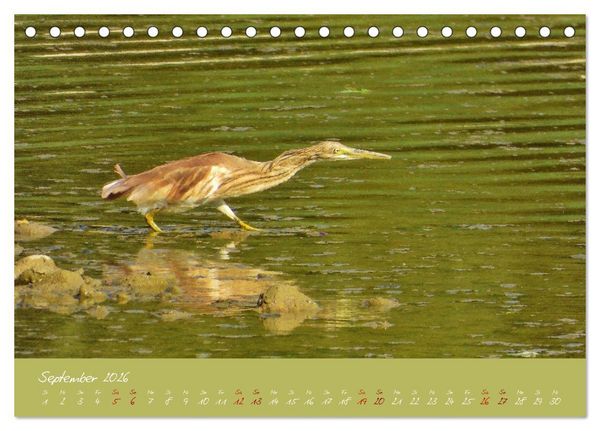 Produktbild: Wilde Toskana - von Ren&eacute; Schaack (Tischkalender 2026 DIN A5 quer), CALVENDO Monatskalender