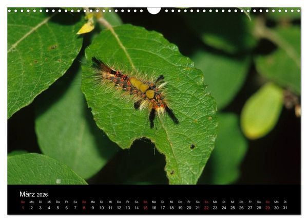 Produktbild: Faszination Schmetterlingsraupen (Wandkalender 2026 DIN A3 quer), CALVENDO Monatskalender