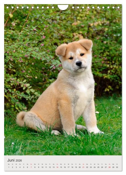 Produktbild: Hundewelpen (Wandkalender 2026 DIN A4 hoch), CALVENDO Monatskalender