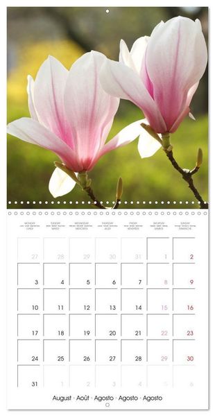 Produktbild: Kruse, G: Floraison des magnolias (Calendrier mural carr&eacute; 20