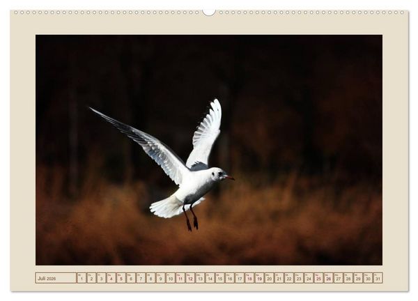 Produktbild: V&ouml;gel am Chemnitzer Schlossteich (hochwertiger Premium Wandkalender 2026 DIN A2 quer), Kunstdruck in Hochglanz