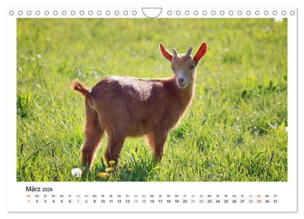 Produktbild: Wer zickt denn da? - Zicklein-Edition (Wandkalender 2026 DIN A4 quer), CALVENDO Monatskalender