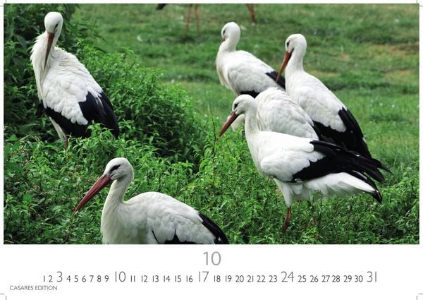 Produktbild: St&ouml;rche Kalender 2027 &ndash; Wandkalender | Fotokalender Tierkalender 35x50cm Grosses Format - Inspirierende Storch-Motive f&uuml;r Natur- und Tierkalenderliebhaber.