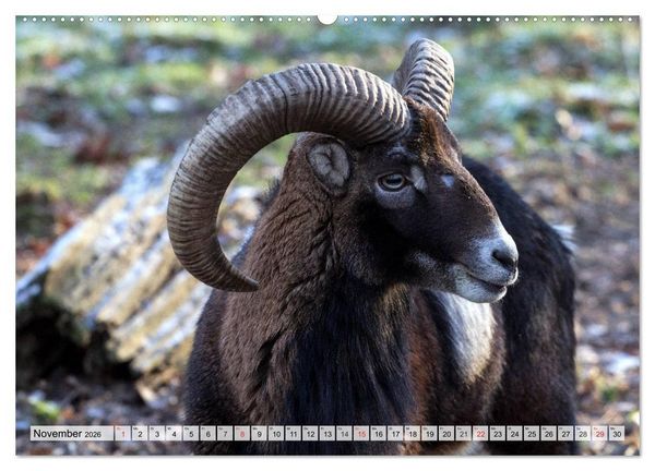 Produktbild: Wildtiere. Heimische Sch&ouml;nheiten (Wandkalender 2026 DIN A2 quer), CALVENDO Monatskalender