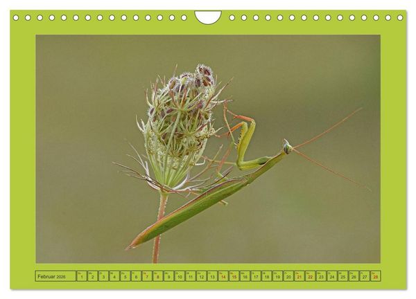 Produktbild: Die Gottesanbeterin Mantis Religiosa (Wandkalender 2026 DIN A4 quer), CALVENDO Monatskalender