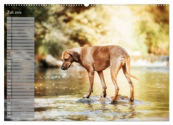 Produktbild: Rhodesian Ridgeback - Herzen auf vier Pfoten (hochwertiger Premium Wandkalender 2026 DIN A2 quer), Kunstdruck in Hochglanz