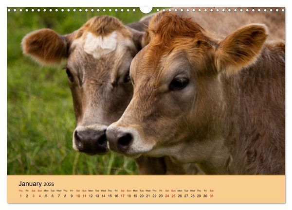 Produktbild: Our farm animals (Wall Calendar 2026 DIN A3 landscape), CALVENDO 12 Month Wall Calendar