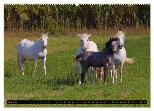 Produktbild: Camargue - Im Land der wei&szlig;en Pferde und schwarzen Stiere (hochwertiger Premium Wandkalender 2026 DIN A2 quer), Kunstdruck in Hochglanz