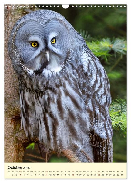Produktbild: Shy forest birds (Wall Calendar 2026 DIN A3 portrait), CALVENDO 12 Month Wall Calendar