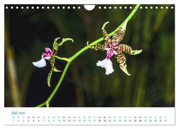 Produktbild: Die K&ouml;nigin der Blumenwelt, die Orchidee (Wandkalender 2026 DIN A4 quer), CALVENDO Monatskalender