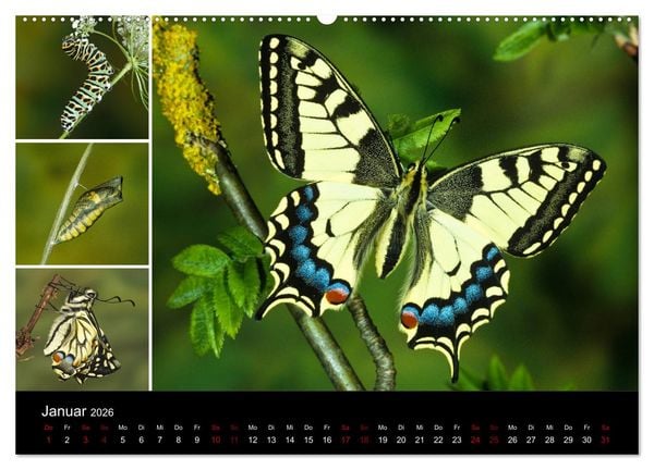 Produktbild: Schmetterlinge - Wunder der Verwandlung (Wandkalender 2026 DIN A2 quer), CALVENDO Monatskalender