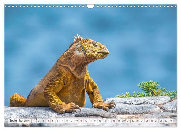 Produktbild: Drachen: Geheimnisvolles Tierreich (Wandkalender 2027 DIN A3 quer), CALVENDO Monatskalender