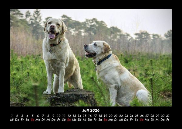 Produktbild: Der Hundekalender 2026 Fotokalender DIN A3