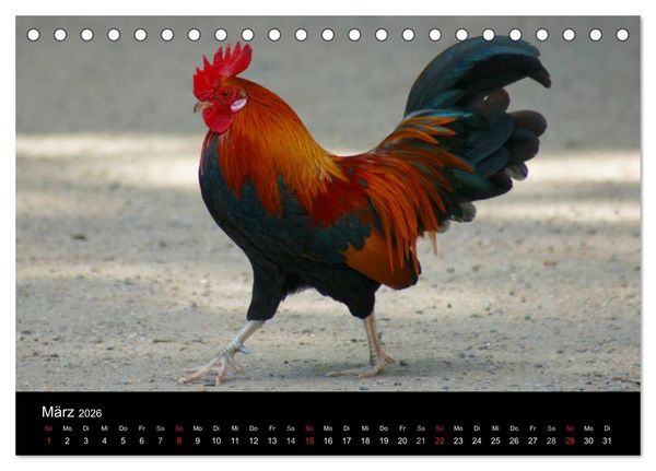 Produktbild: Die Welt der H&uuml;hner (Tischkalender 2026 DIN A5 quer), CALVENDO Monatskalender