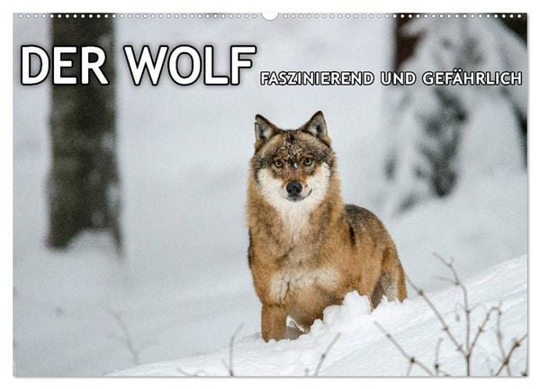 DER WOLF - faszinierend und gefährlich (Wandkalender 2026 DIN A2 quer), CALVENDO Monatskalender