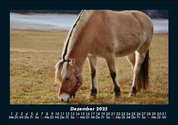 Produktbild: Pferde Kalender 2025 Fotokalender DIN A5