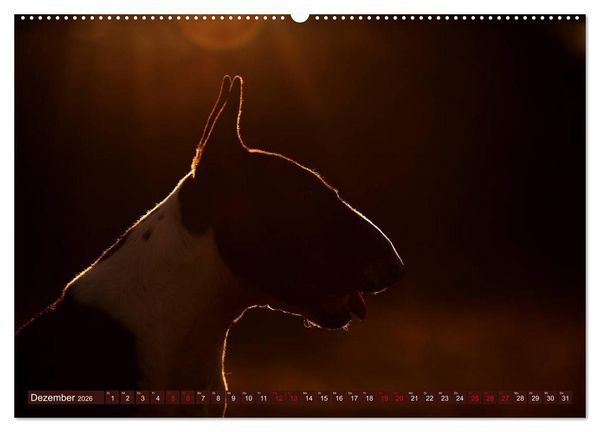 Produktbild: Bullterrier, Powerpakete auf 4 Pfoten (Wandkalender 2026 DIN A2 quer), CALVENDO Monatskalender