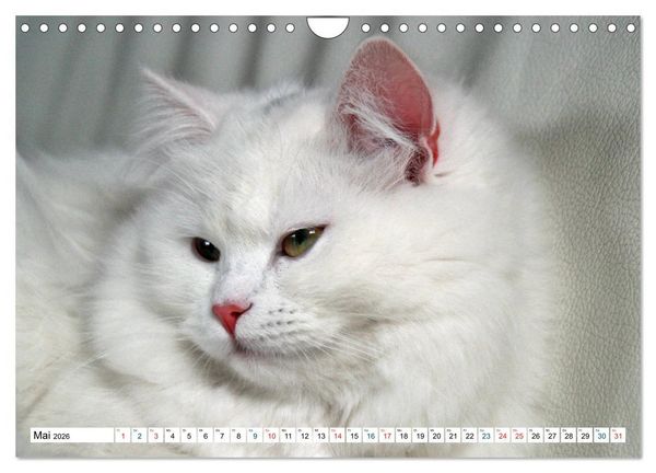 Produktbild: Die Perserkatze - Farbschlag Wei&szlig; (Wandkalender 2026 DIN A4 quer), CALVENDO Monatskalender