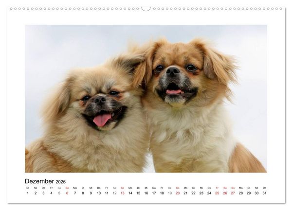 Produktbild: Tibet-Spaniel (Wandkalender 2026 DIN A2 quer), CALVENDO Monatskalender