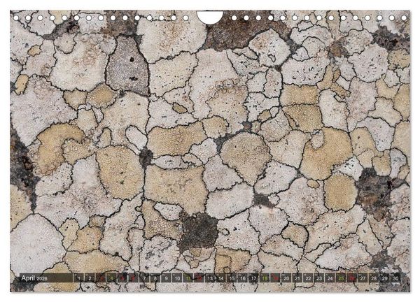 Produktbild: Krustenflechten - Pioniere auf Fels (Wandkalender 2026 DIN A4 quer), CALVENDO Monatskalender