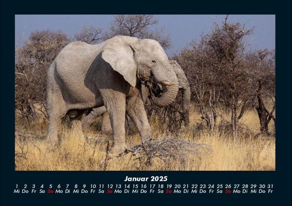 Produktbild: Der Elefantenkalender 2025 Fotokalender DIN A4