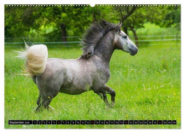 Produktbild: Traumpferd Lipizzaner (hochwertiger Premium Wandkalender 2026 DIN A2 quer), Kunstdruck in Hochglanz
