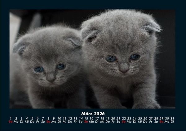 Produktbild: F&uuml;r Katzenfreunde 2026 Fotokalender DIN A4